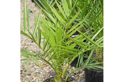 A Pair of Canary Island Date Palm Trees