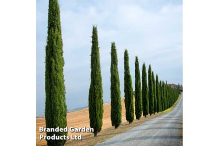 A Pair of Italian Cypress Trees