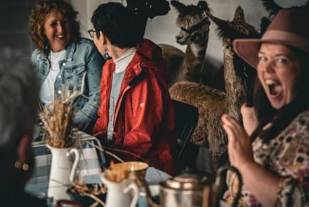 Alpaca Experience Including Scenic Walk and Tea Party Themed Feeding Session