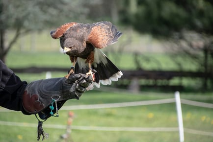 90 Min Hawk & Falconry Experience - Upgrades Available!