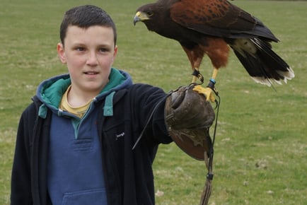 1hr Hawk Walk with Hawksflight Falconry, Derby