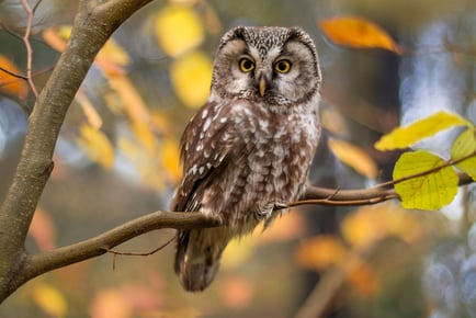 90-Minute Evening Experience with Owls - 3 Locations - Derby