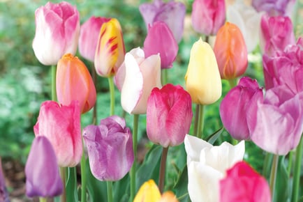 Up to 120 Tulip Mixed Floral Bulbs - 3 Options