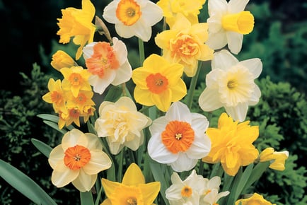 Up to 80 Daffodil Mixed Floral Bulbs - 3 Options