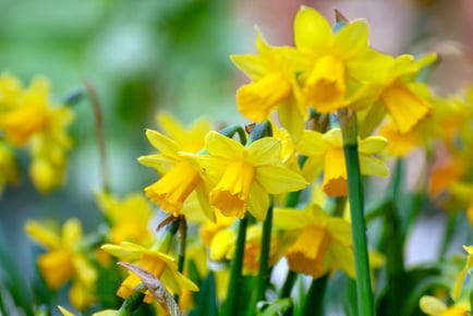 Up to 80 Daffodil Miniature Mixed Bulbs - 3 Options