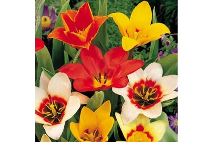 up to 100 Tulip Ground Cover Bulbs