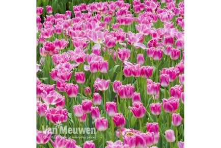 up to 64 Tulip Pink Fountain Bulbs