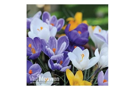 up to 160 Mixed Crocus Bulbs