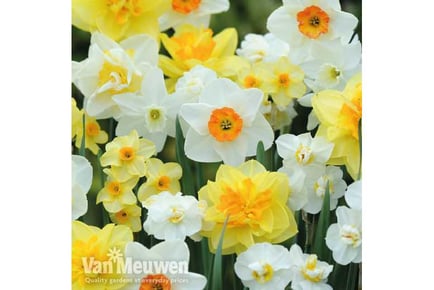 up to 80 Mixed Spring Daffodil Bulbs