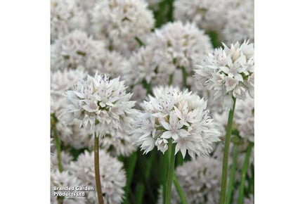 Allium Collection 101 Bulbs