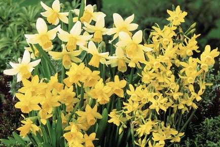 up to 80 Daffodil Miniature Mixed Bulbs