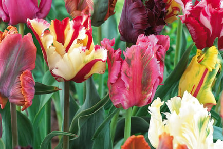 up to 64 Tulip Parrot Mixed Bulbs