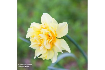 up to 40 Daffodil Double Bulbs