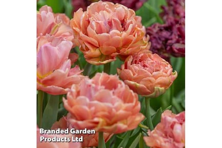 up to 32 Tulip Copper Image Bulbs