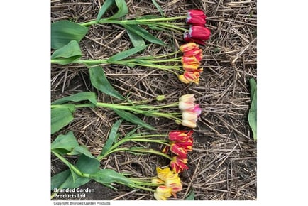 up to 16 Multi Headed Tulip Bulbs