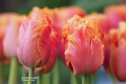 up to 16 Tulip Amazing Parrot Bulbs