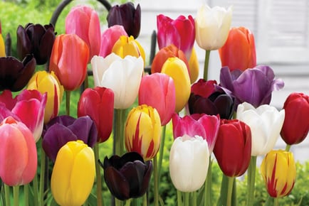 200 Spring Flowering Bulb Collection - 7 Varieties!