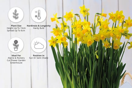 Miniature Daffodil - Narcissus 'Tete-a-Tete' - 50 or 100 Bulbs