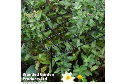 Rectangle Grid Plant Support