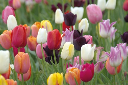 Tulip Everlasting Mixed Collection - Up to 64 Bulbs!