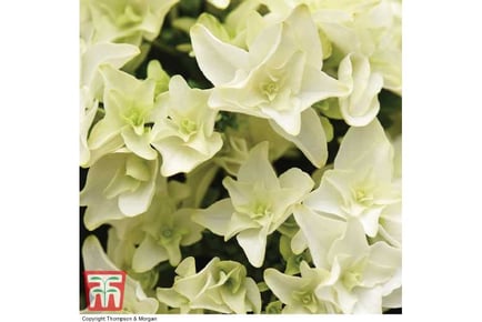 1 or 2 Hydrangea Double Dutch Gouda