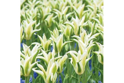 up to 84 Tulip White and Muscari Bulbs