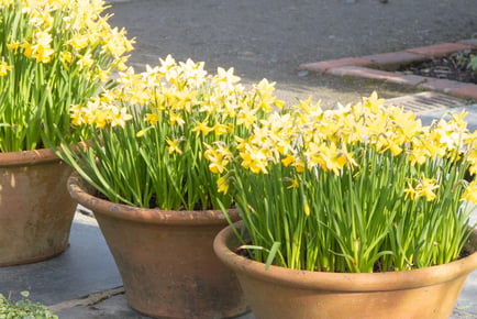 up to 200 Mini Spring Daffodil Bulbs