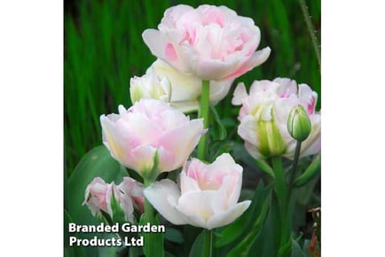 Tulip Super Scented Collection 32 Bulbs