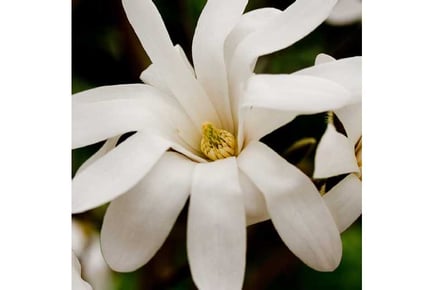 Magnolia Stellata 10 Litre Potted Plant