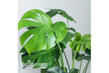 1 or 2 Monstera Swiss Cheese Houseplant