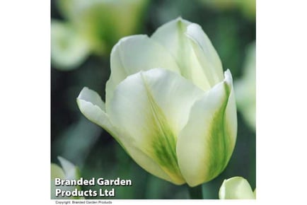 Up to 20 Tulip Spring Green Bulbs