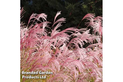 Pink or White Pampas Grass Plants