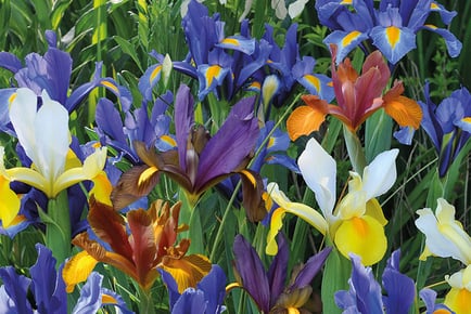 PLANT NOW! 100 or 200 Spring Flowering Bulbs - Iris, Crocus, Muscari and More!