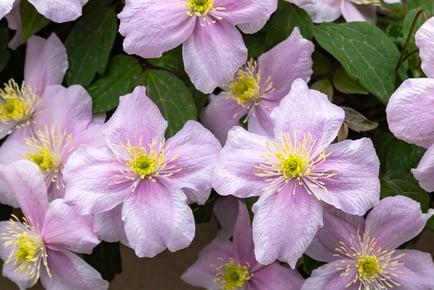 PLANT NOW! Pair of Clematis Montana 'Mayleen' Plants