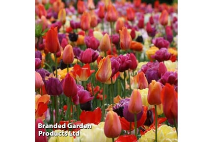 Tulip Spring Colours Mix Bulbs