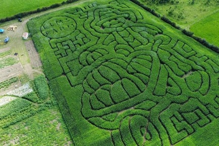 Maize Maze Entry & Pumpkin Picking for 2 or 4 - Loughborough