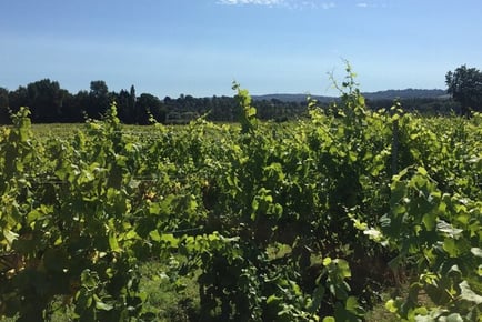 Carr Taylor Vineyard Tour With Lunch & Tasting For 2 - 4 Person Upgrade - Hastings