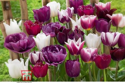 up to 50 Tulip Purple Passion Bulbs