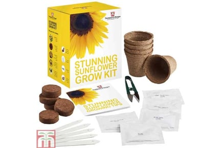 Seed Grow Kit Stunning Sunflower