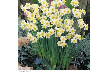 Up to 100 Daffodil Minnow Bulbs