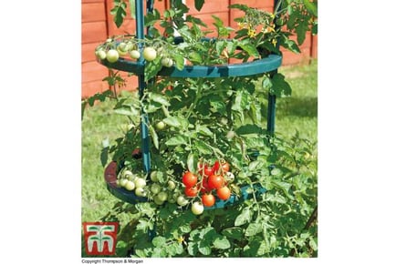 Ultimate Tomato Growing Support System