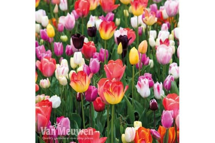 up to 96 Tulip Full Border Bulbs