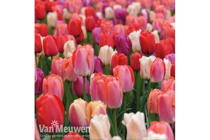 up to 32 Tulip Sunset Shades Bulbs!