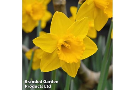 up to 100 Daffodil Golden King Alfred