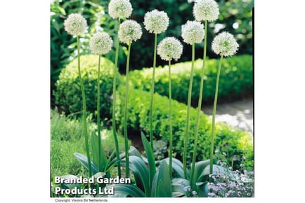 3 Allium Mount Everest Bulbs