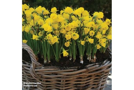 up to 100 Daffodil Bulbicodum Bulbs