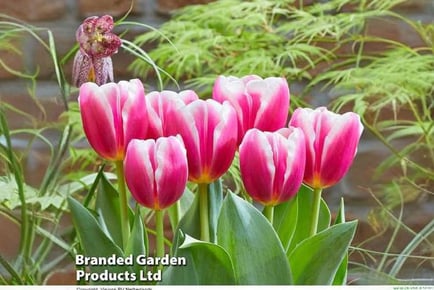 Up to 16 Tulip Angels Share Bulbs