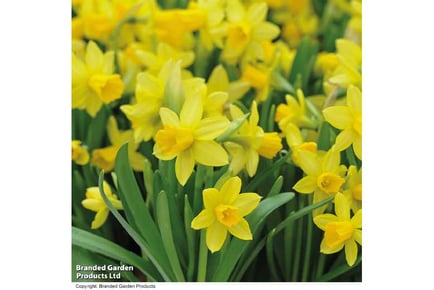 50 or 100 Dwarf Daffodil Bulbs