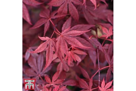 Acer Atropurpureum Potted Plant