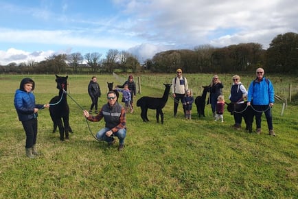 Sweet Home Alpaca: 2 Hour Alpaca Walk For 2 - Pembrokeshire